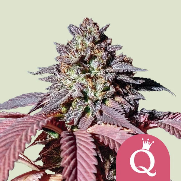 Grandaddy Purple